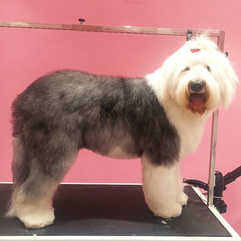 Imagen de negocio en Peluquería canina y felina en Provincia de Guadalajara
