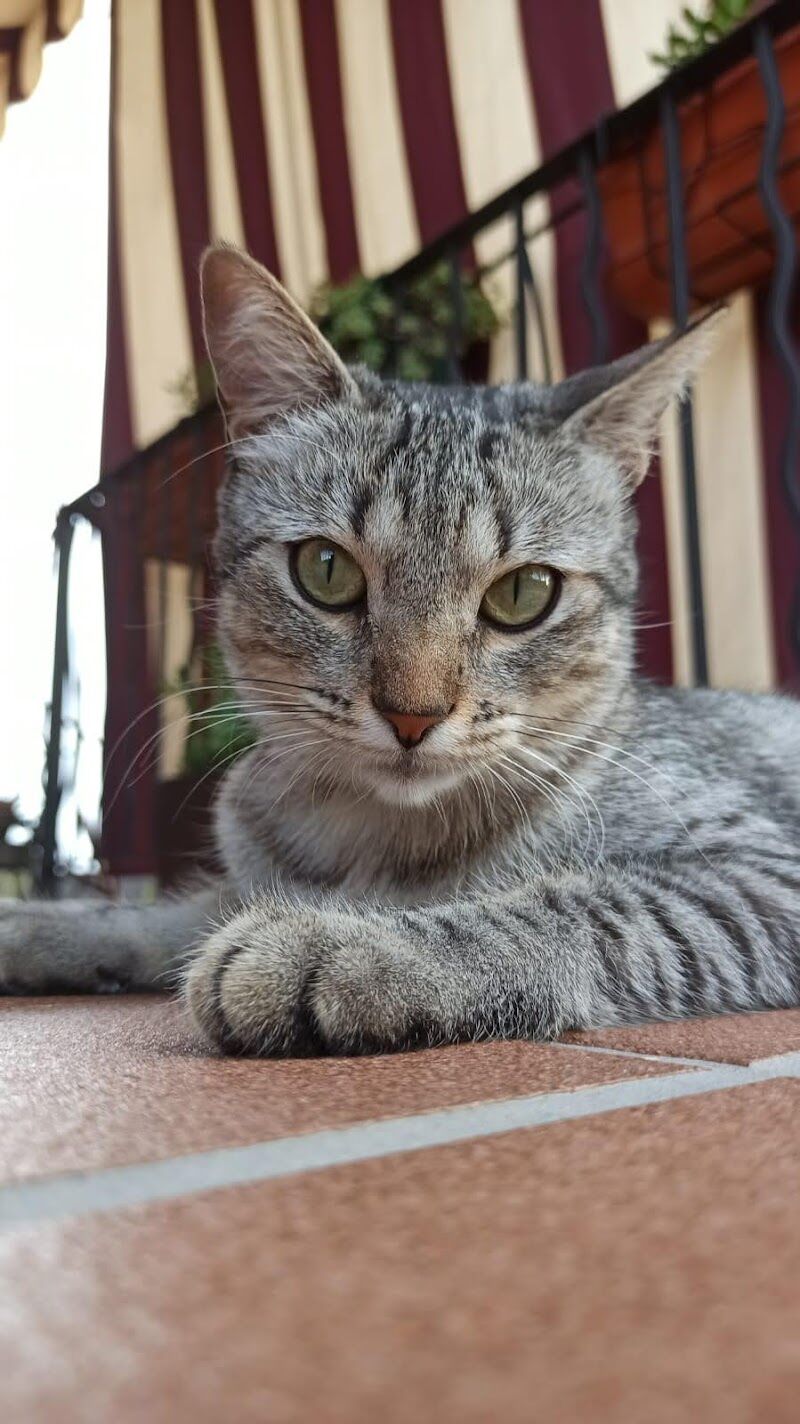 Imagen de Clínica Veterinaria Movilvet el Casar