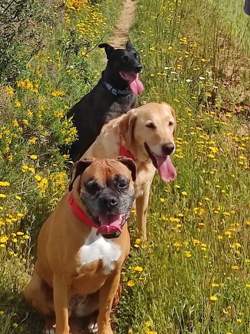 Imagen de Clínica Veterinaria Movilvet el Casar