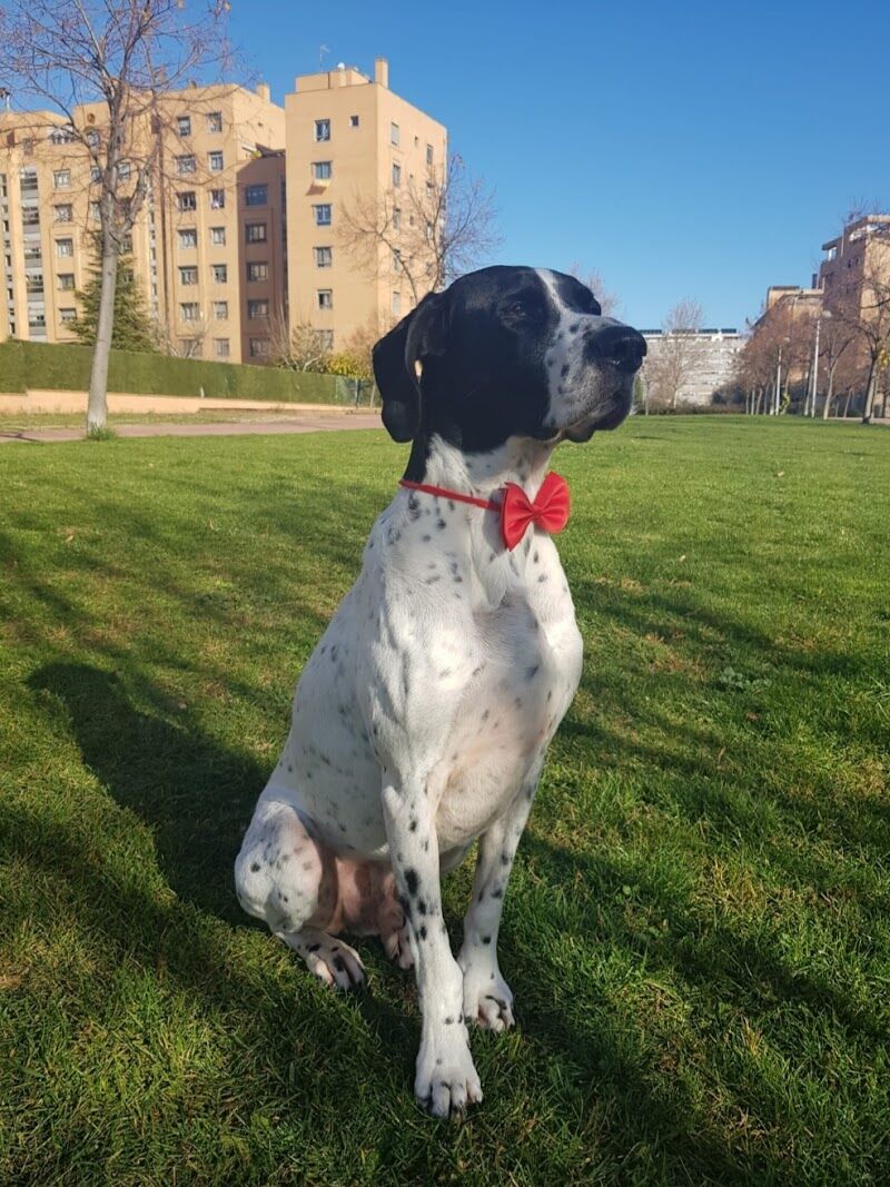 Imagen de Clínica Veterinaria Movilvet el Casar