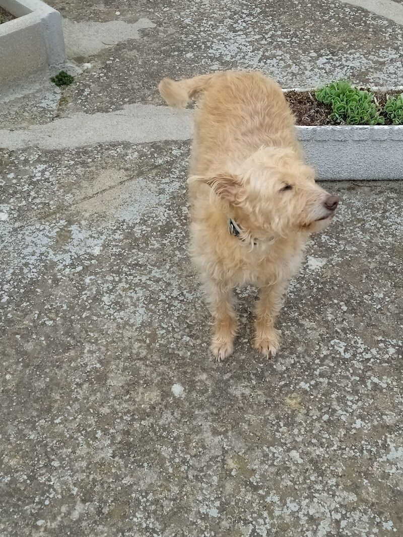Imagen de Clínica Veterinaria Movilvet el Casar