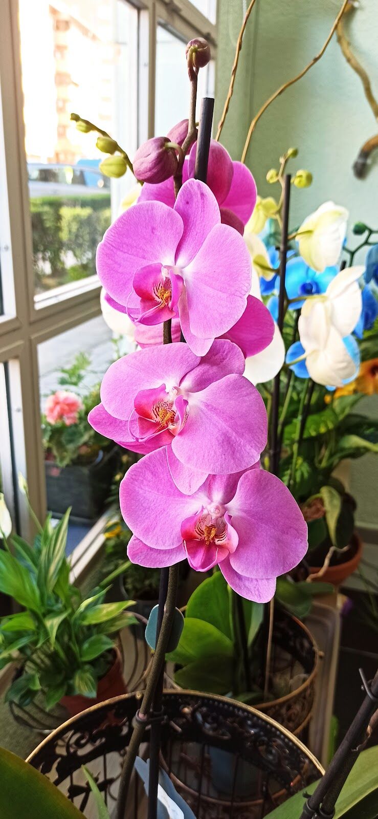 Imagen de El Jardín de las Hadas