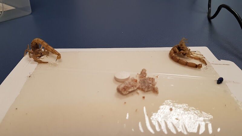 Imagen de Higienisa Control de Plagas | Valencia