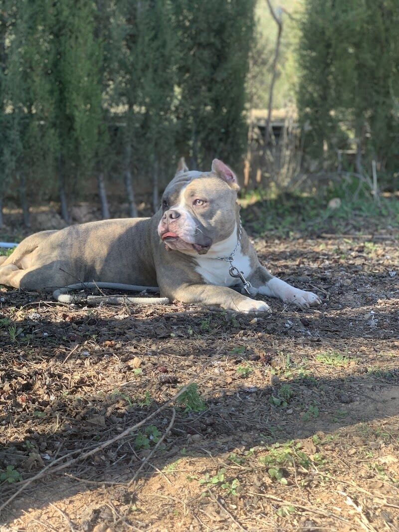 Imagen de negocio en Adiestramiento de mascotas en Provincia de Granada