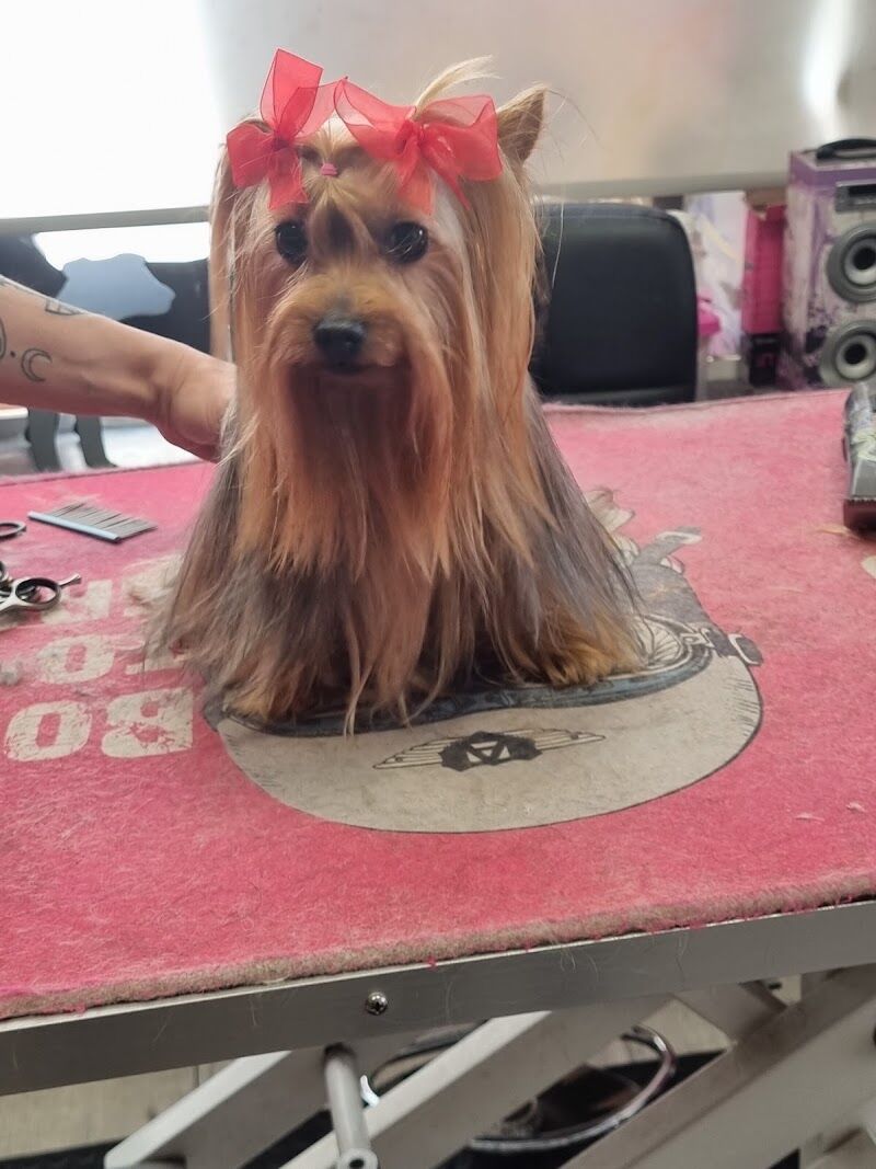 Imagen de Snoopy Groomer – Peluqueria Canina y Felina