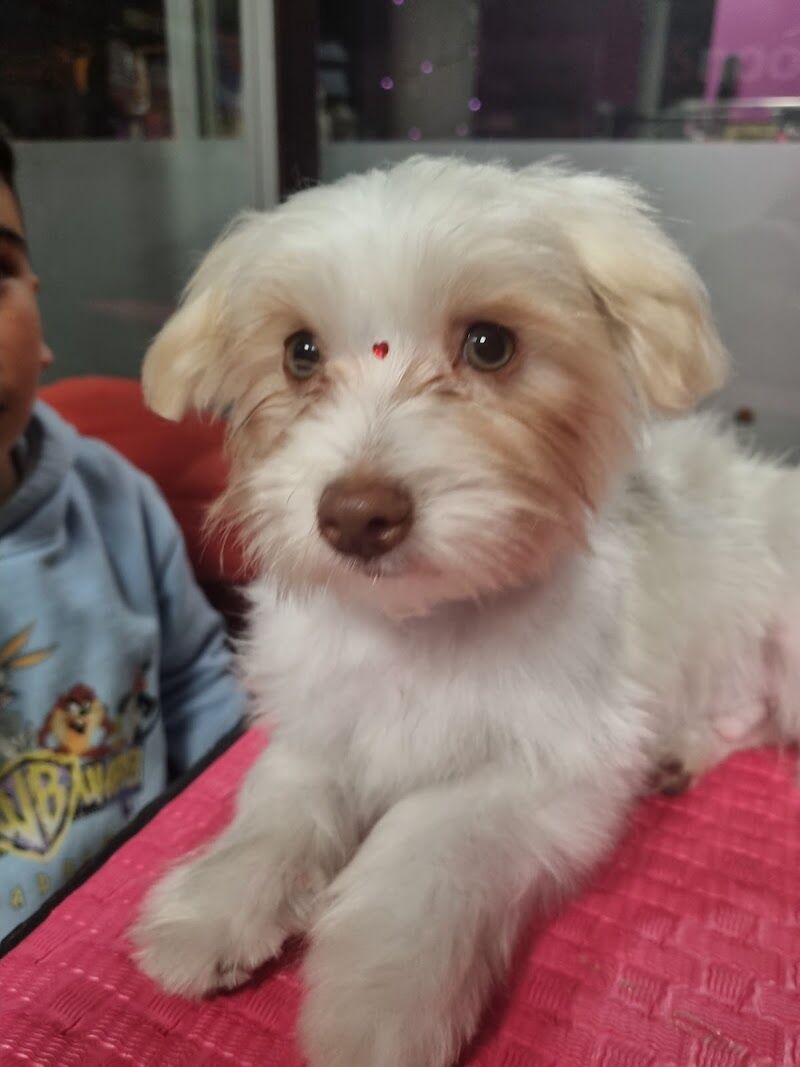 Imagen de Snoopy Groomer – Peluqueria Canina y Felina