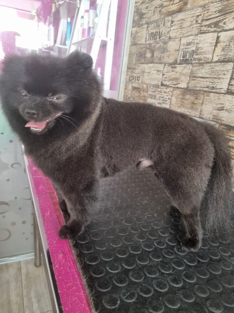 Imagen de Snoopy Groomer – Peluqueria Canina y Felina