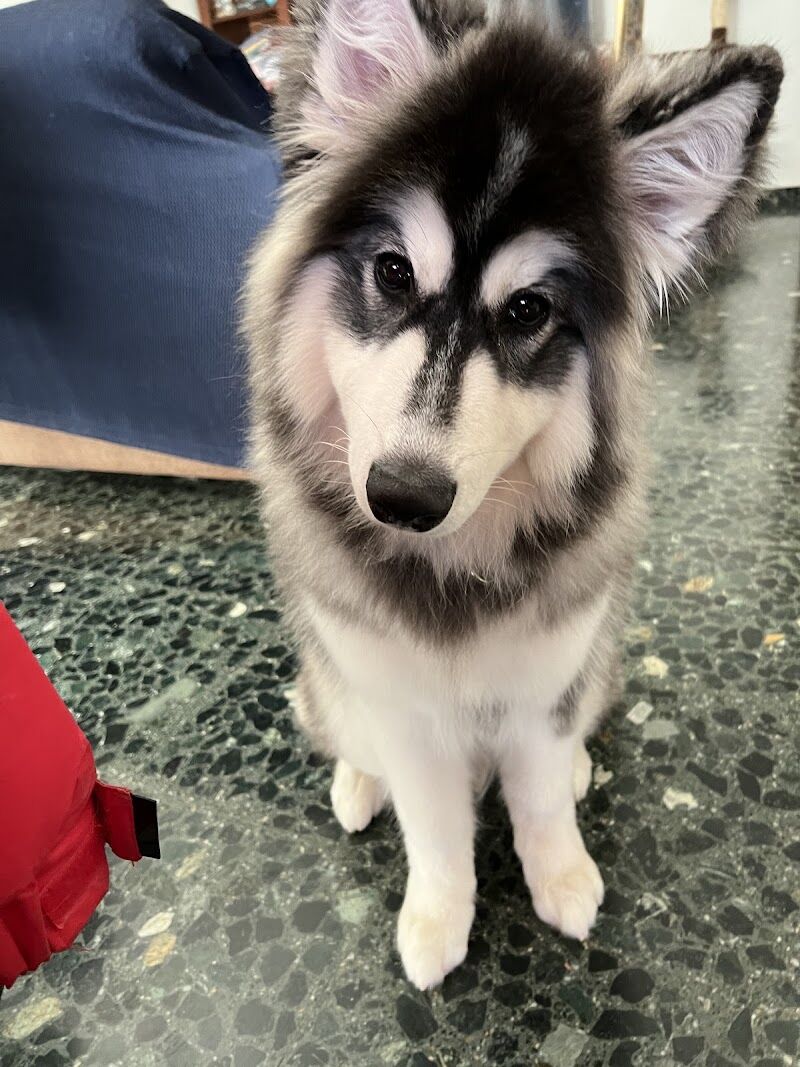 Imagen de Snoopy Groomer – Peluqueria Canina y Felina