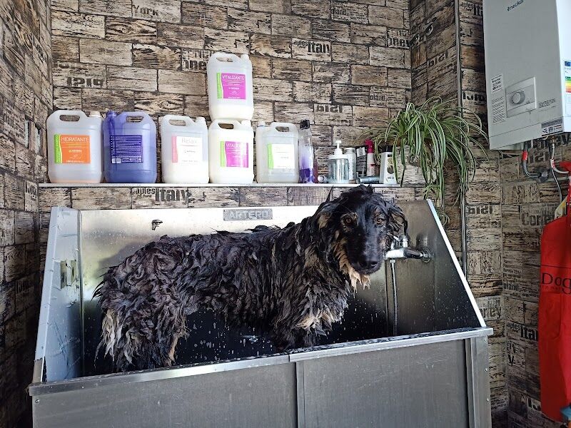 Imagen de Snoopy Groomer – Peluqueria Canina y Felina