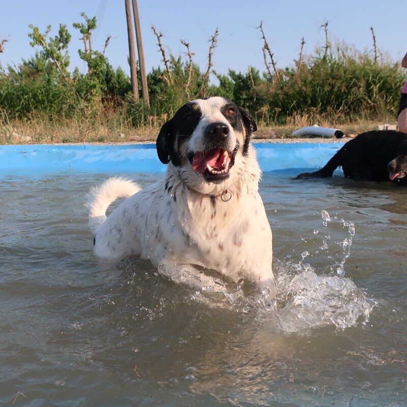 Imagen de negocio en Refugio de animales en Lerida