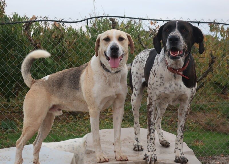 Imagen de negocio en Adopción en Provincia de Lérida