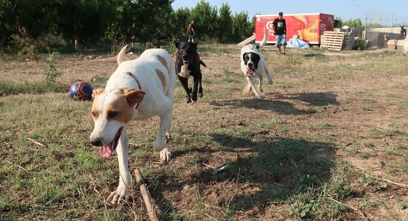 Imagen de Amigos Peludos bajo Cinca/ Protectora D’animals de Seròs