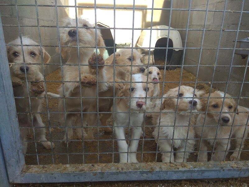 Imagen de Amigos Peludos bajo Cinca/ Protectora D’animals de Seròs