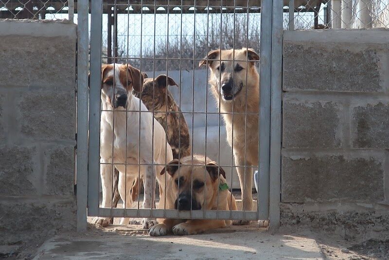 Imagen de Amigos Peludos bajo Cinca/ Protectora D’animals de Seròs