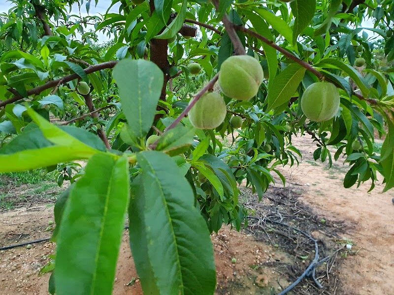 Imagen de negocio en Frutería en Godelleta