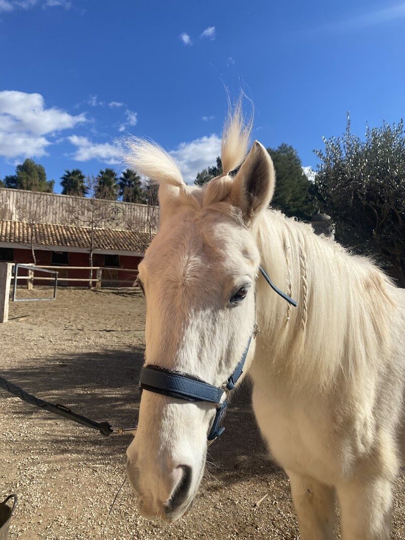 Imagen de Ocio Ecuestre Buñol
