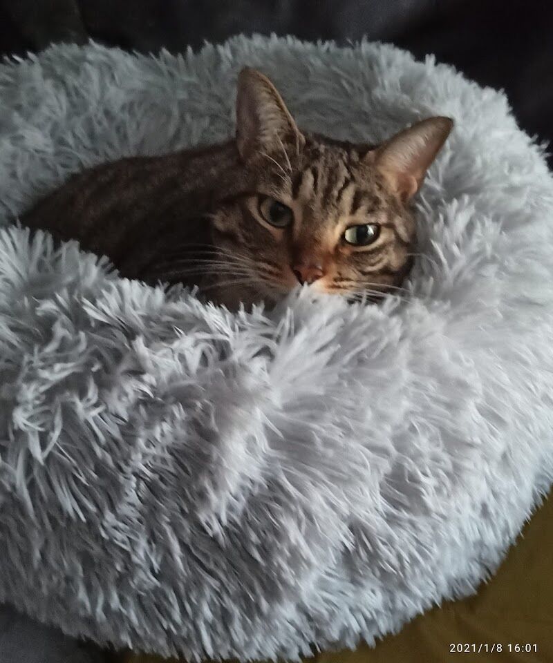Imagen de negocio en Peluquería canina y felina en Toris