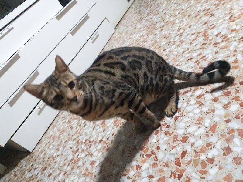 Imagen de negocio en Clínica veterinaria en Buñol