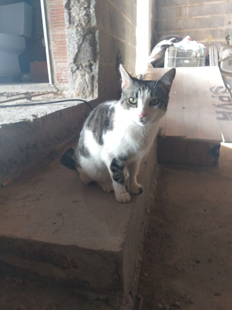 Imagen de negocio en Clínica veterinaria en Buñol