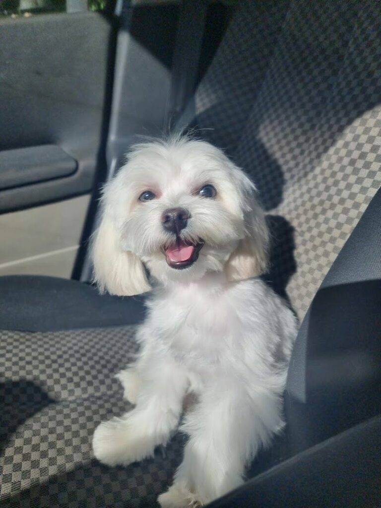 Imagen de Perrucania Peluquería Canina