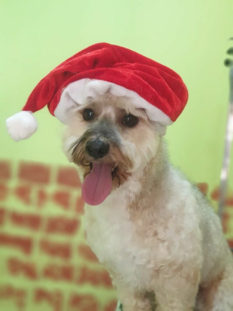 Imagen de Perrucania Peluquería Canina