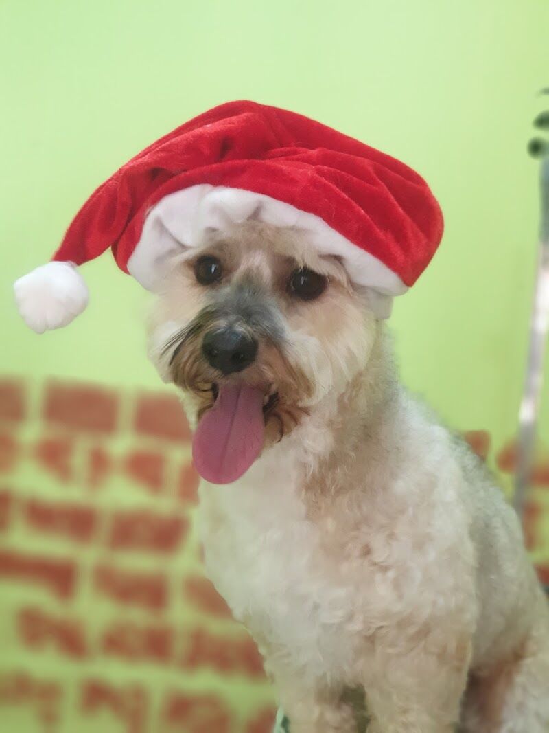 Imagen de negocio en Baño y spa para mascotas en Lérida