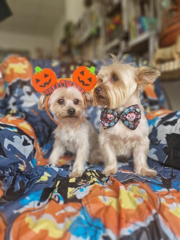 Imagen de Perrucania Peluquería Canina