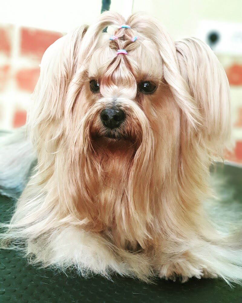 Imagen de Perrucania Peluquería Canina