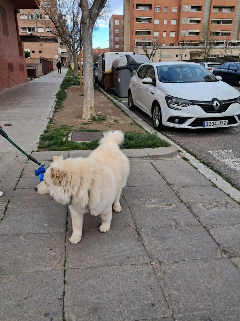 Imagen de Perrucania Peluquería Canina