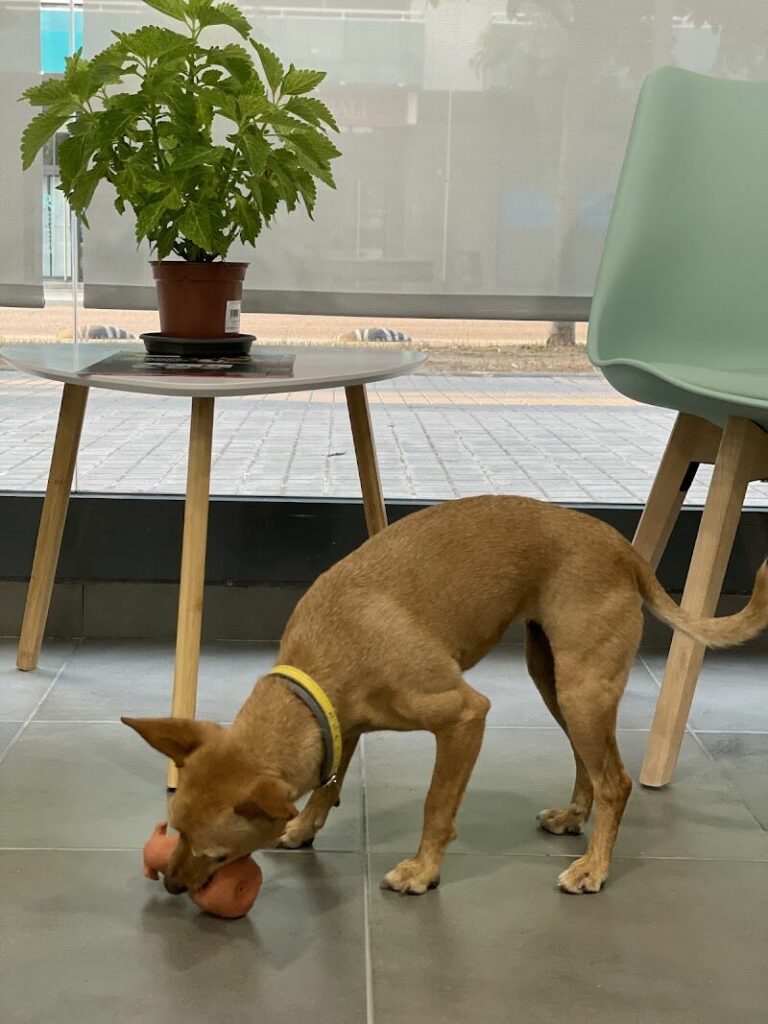 Imagen de Veterinari Parc de L’aigua