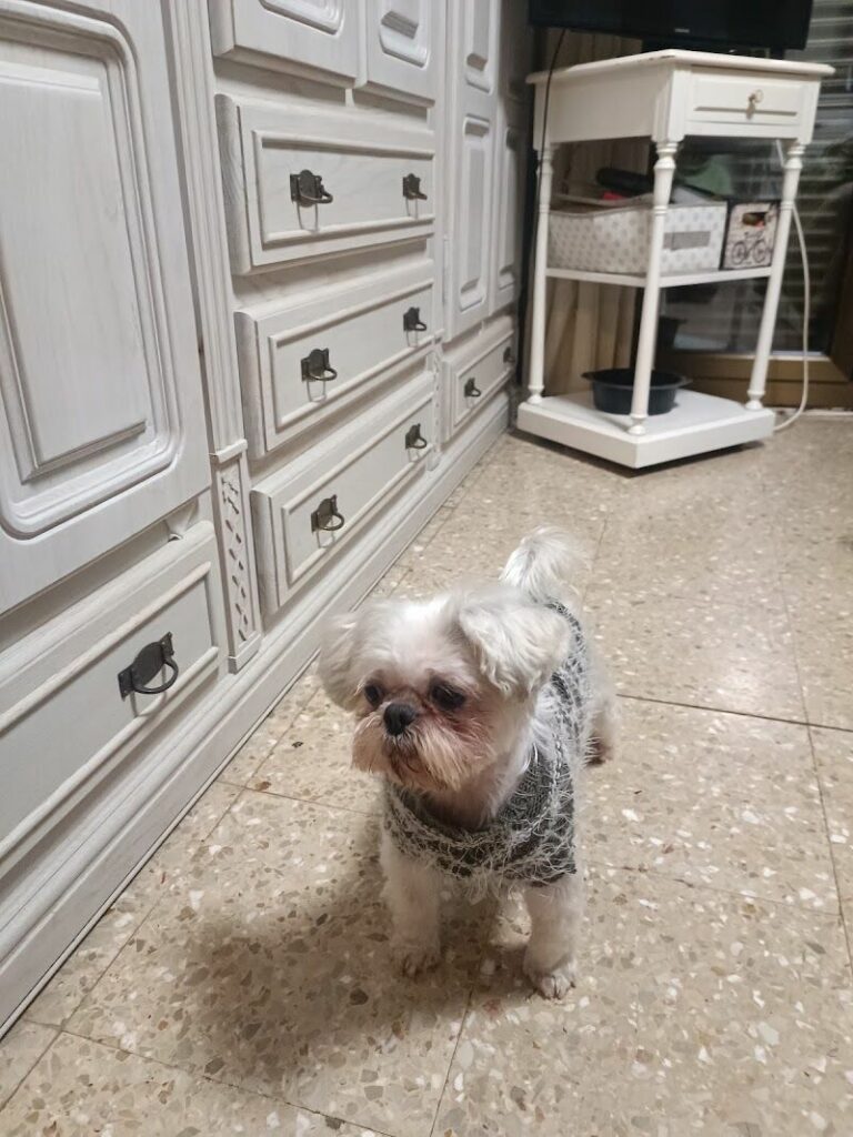 Imagen de Peluqueria Canina Monzón Mia