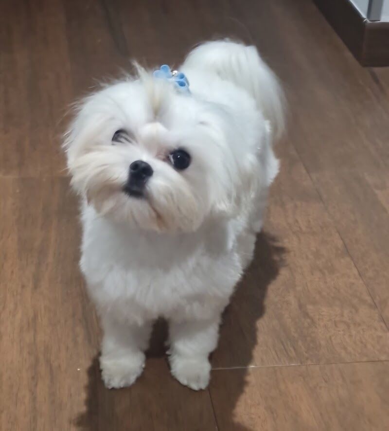 Imagen de Peluqueria Canina Monzón Mia