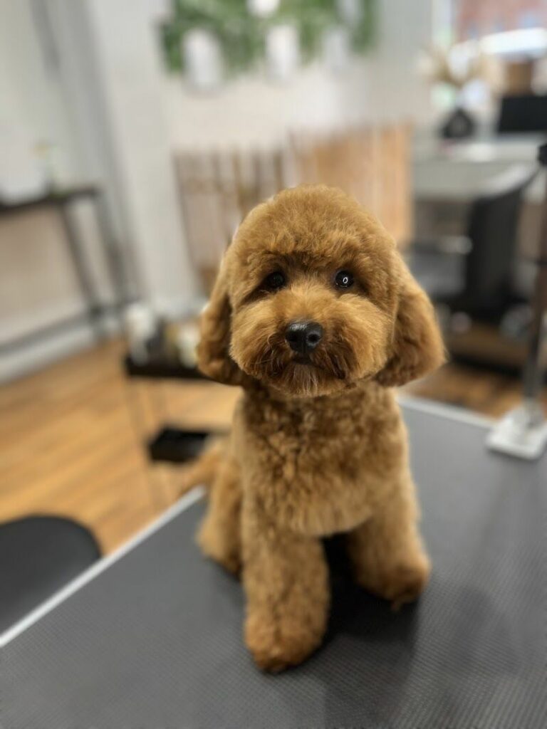 Imagen de Guau Vaya Pelos, Estilismo Canino