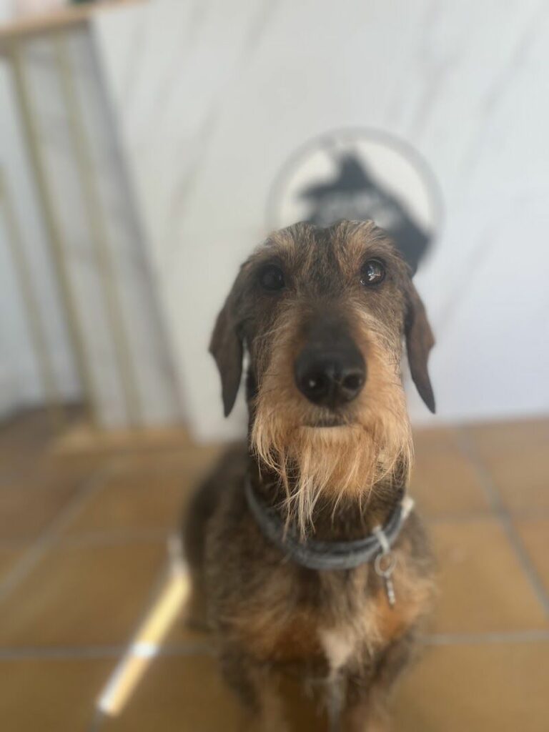 Imagen de Guau Vaya Pelos, Estilismo Canino