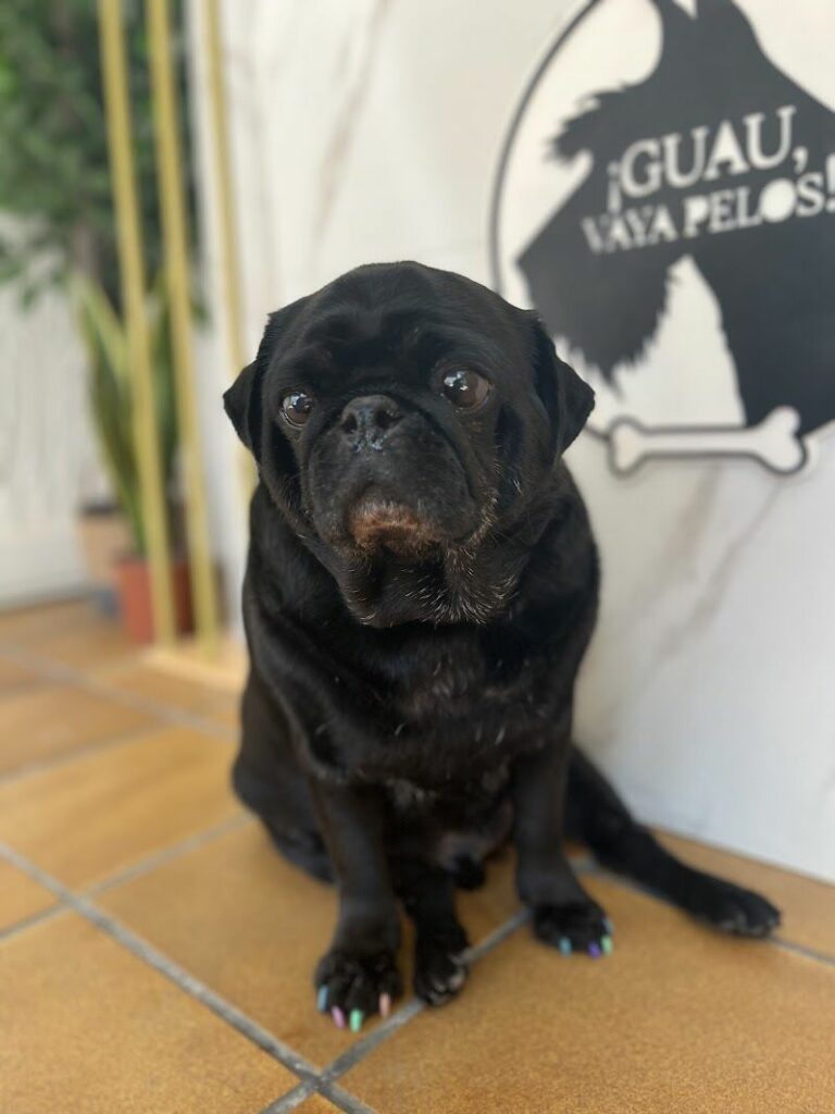 Imagen de Guau Vaya Pelos, Estilismo Canino