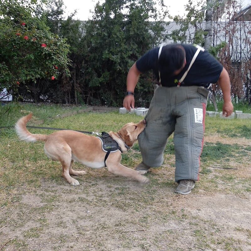Imagen de negocio en Adiestramiento de mascotas en Lerida