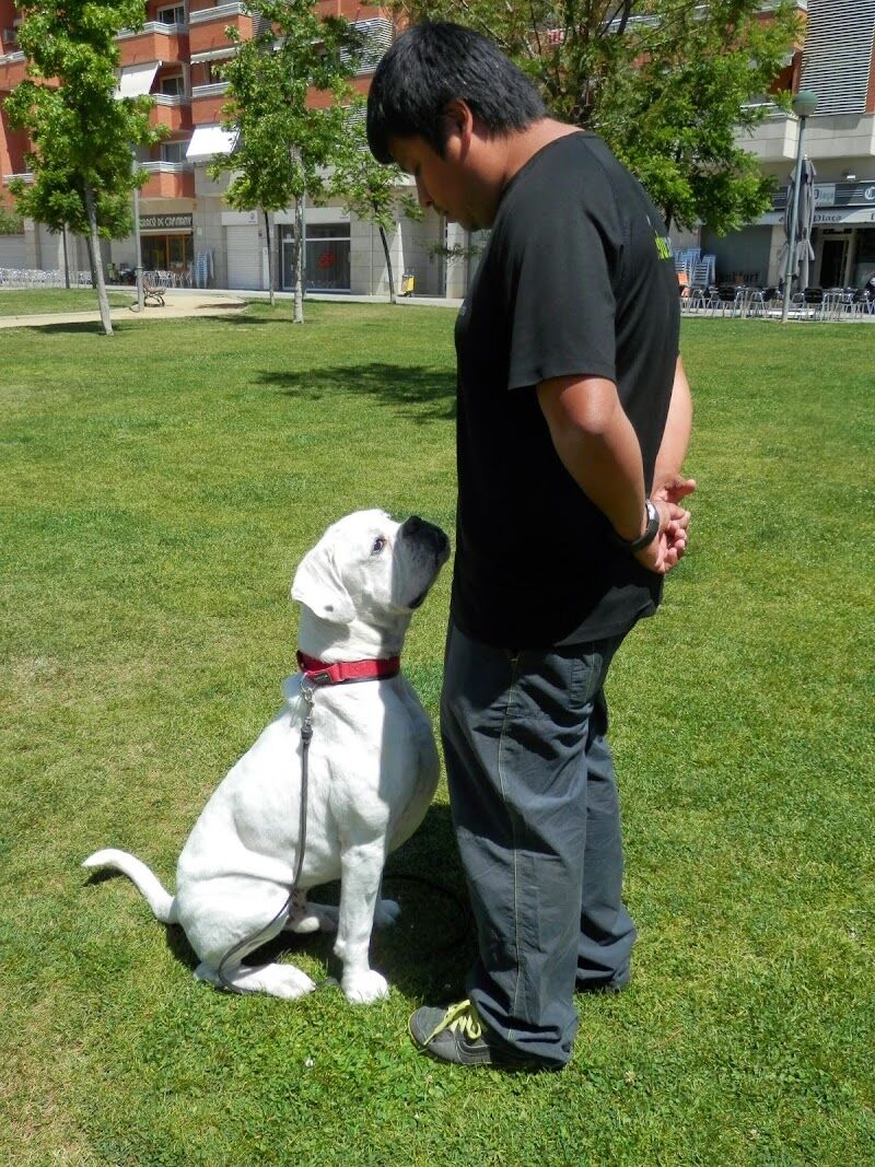 Imagen de negocio en Adiestramiento de mascotas en Lerida