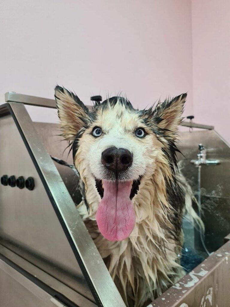 Imagen de Mimos Peluquería y Bienestar Animal