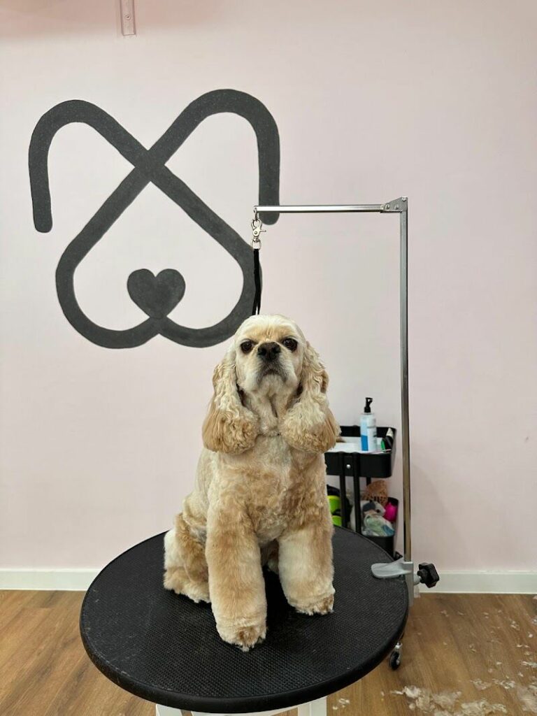 Imagen de Mimos Peluquería y Bienestar Animal