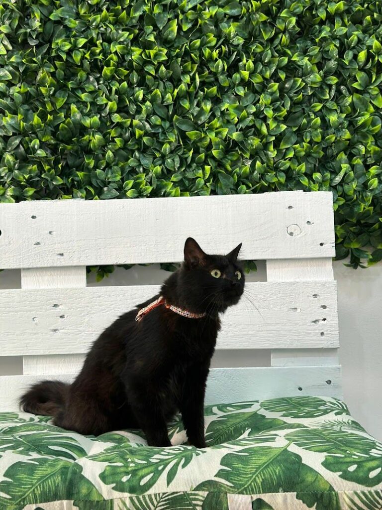 Imagen de Mimos Peluquería y Bienestar Animal