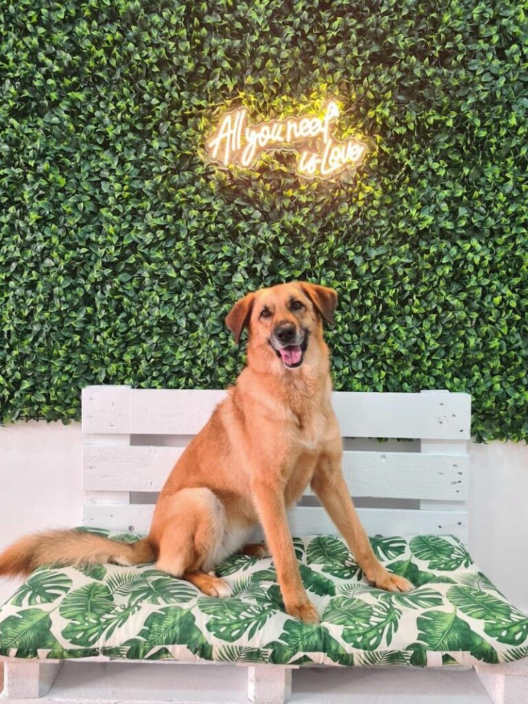 Imagen de Mimos Peluquería y Bienestar Animal