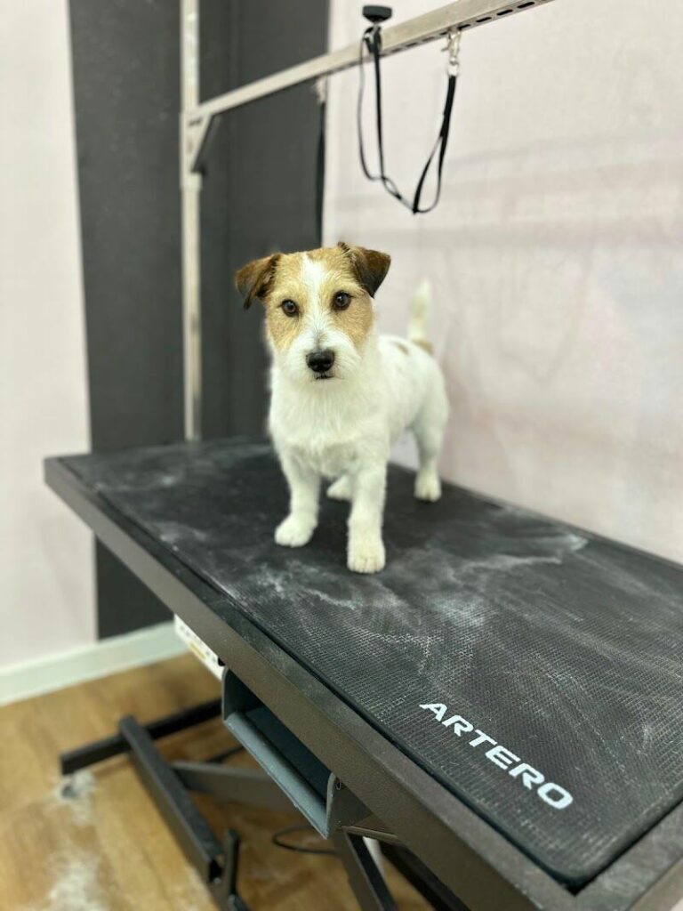 Imagen de Mimos Peluquería y Bienestar Animal