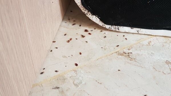 Imagen de Plagaland -control de Plagas Andalucía –