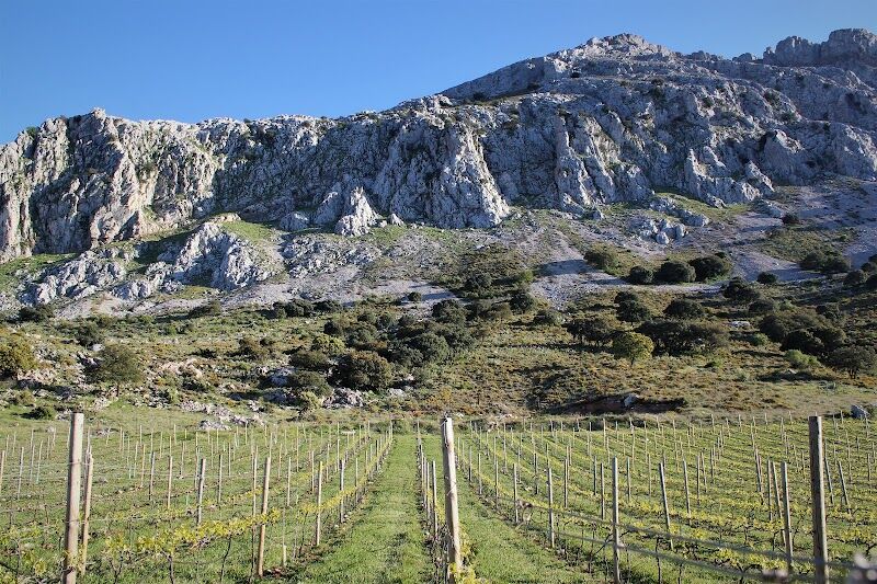 Imagen de negocio en Bodega en Provincia de Málaga