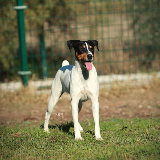 Imagen de negocio en Guardería para mascotas en Malaga