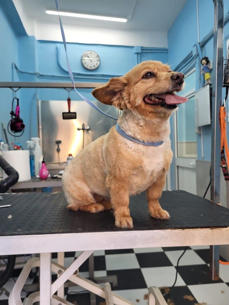 Imagen de negocio en Peluquería canina y felina en Provincia de Málaga