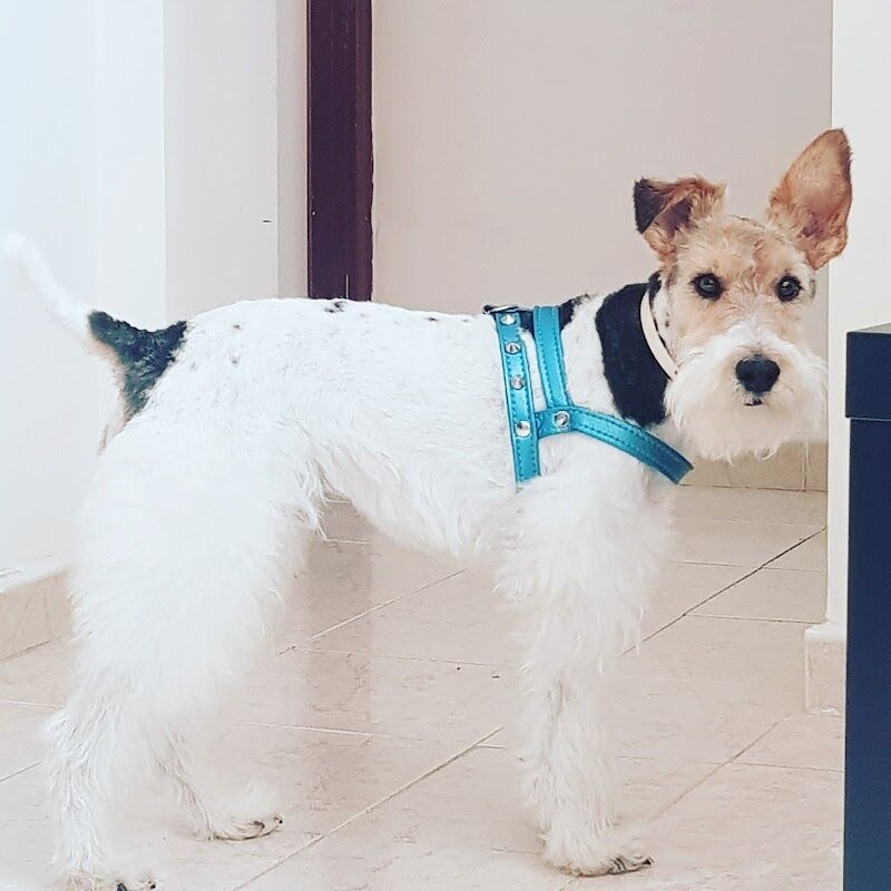 Imagen de Victoria Canina