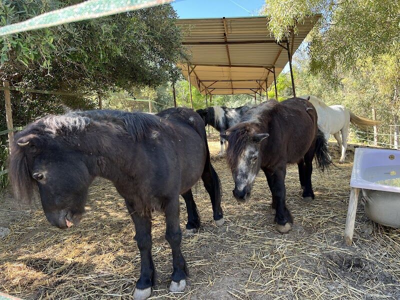 Imagen de negocio en Refugio de animales en Provincia de Málaga