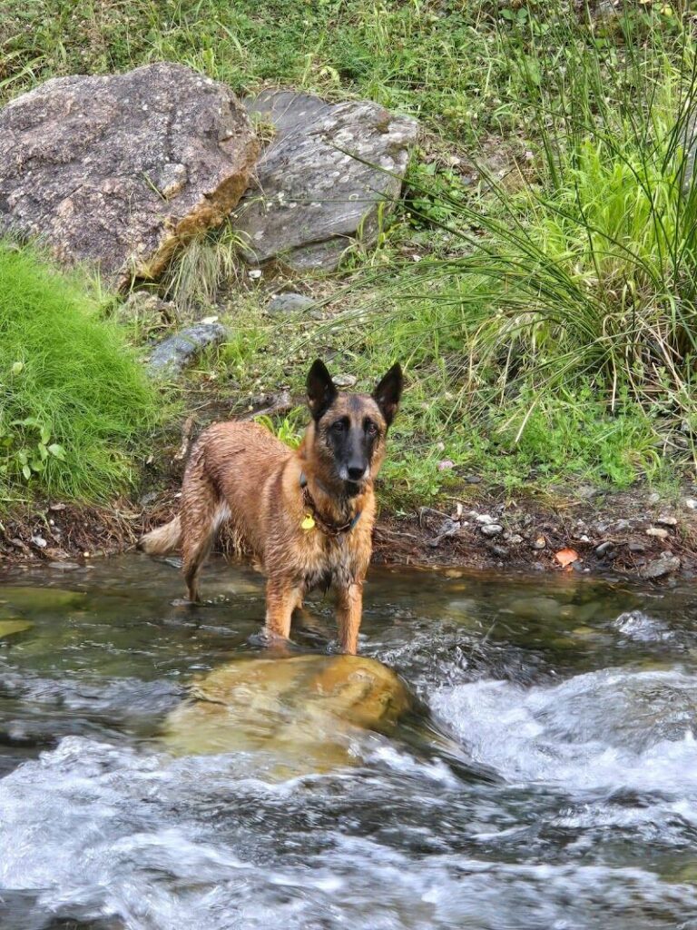 Imagen de Clínica Veterinaria Cerrado de Calderón