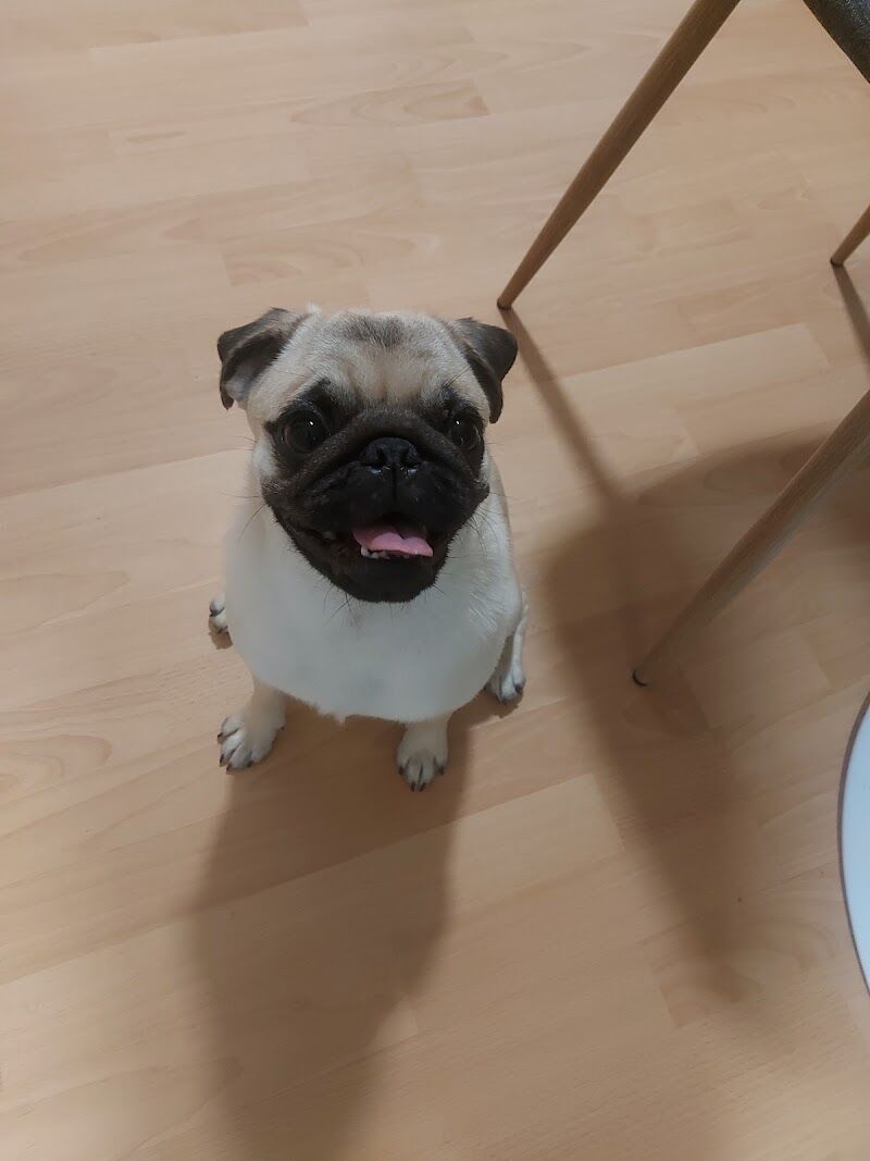 Imagen de negocio en Veterinaria en Malaga